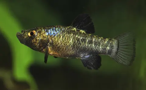 Cyprinodon desquamator