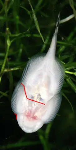 刺臀华吸鳅