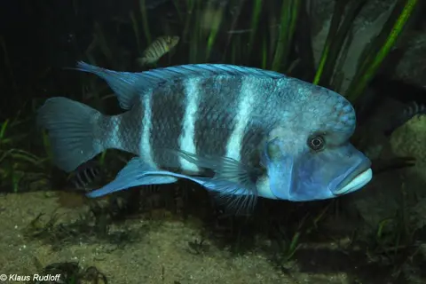 Cyphotilapia gibberosa