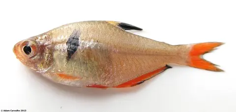 艳魮脂鲤