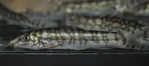突吻沙鳅