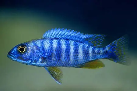 蓝阿里