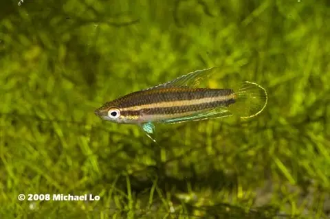 Parosphromenus allani