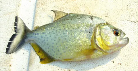Serrasalmus maculatus