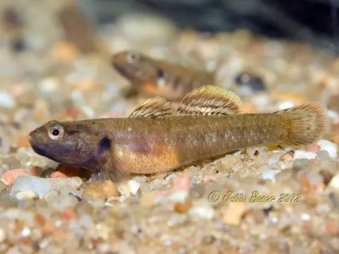 Rhinogobius zhoui