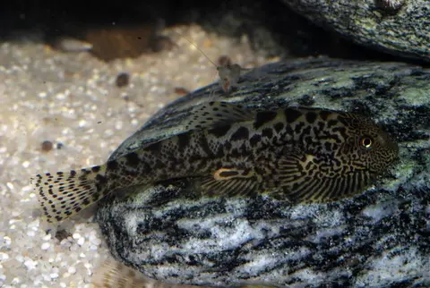 Sewellia sp. 'SEW03'