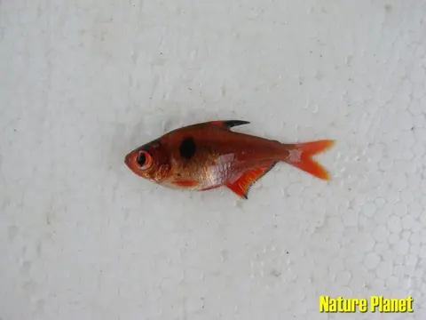 艳魮脂鲤