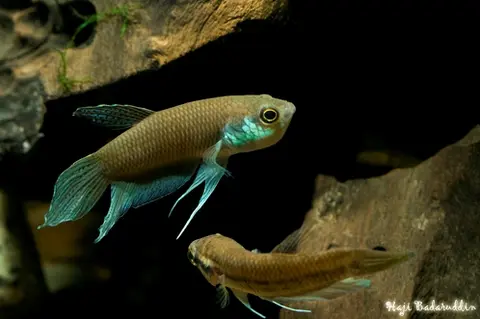Betta lehi