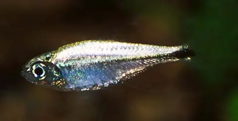 金半线脂鲤