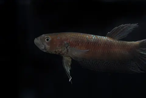 Betta gladiator