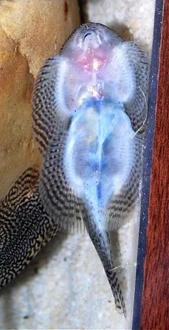 Sewellia albisuera