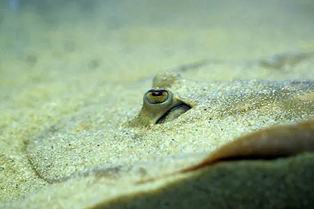 Potamotrygon scobina
