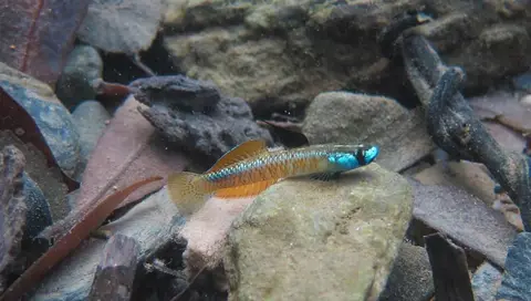 黑鳍枝牙鰕虎