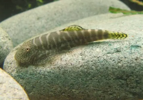 Gastromyzon viriosus