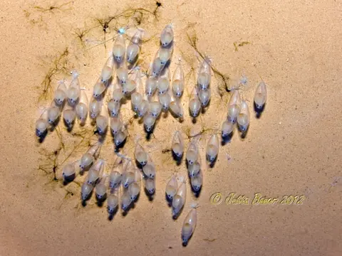 Rhinogobius chiengmaiensis
