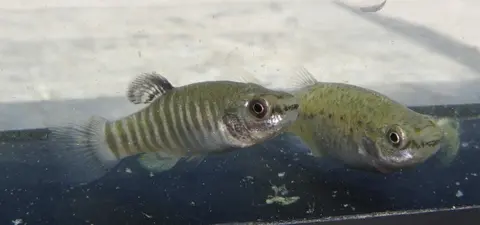 Anatolichthys danfordii