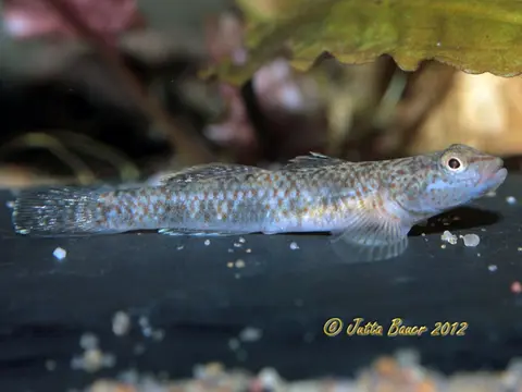 Rhinogobius chiengmaiensis