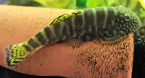 Gastromyzon viriosus