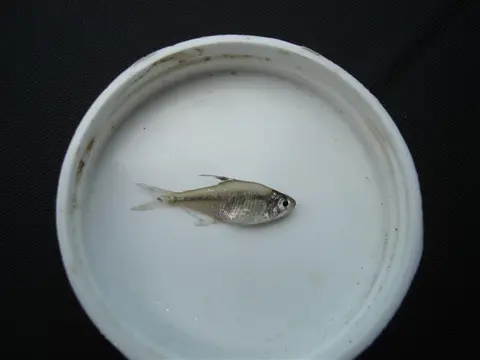 窄魮脂鲤