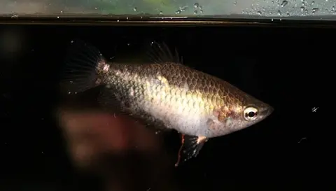 副棘鲷