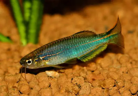 Danio sp. 'hikari'