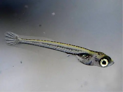 Oryzias wolasi