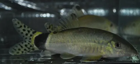 闪光沙鳅