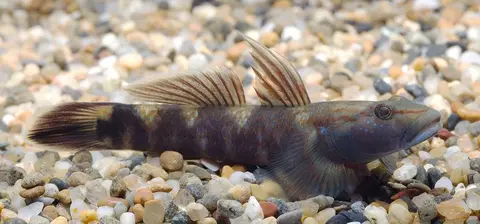 Rhinogobius sp. 'CO'