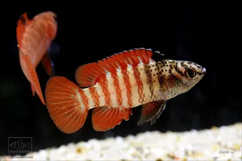 Dario tigris