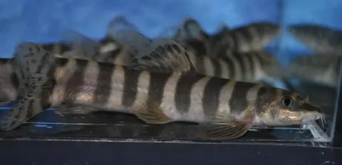 Schistura hypsiura