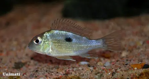 Geophagus parnaibae