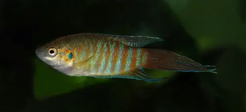 叉尾斗鱼