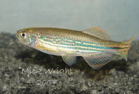 Danio dangila