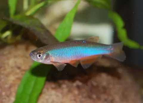 Danio roseus