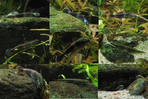 Stiphodon ornatus