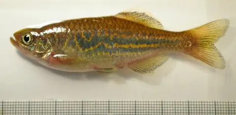 Devario sp. 'giraffe'
