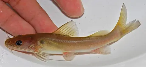 平头鳠