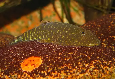 Gastromyzon zebrinus