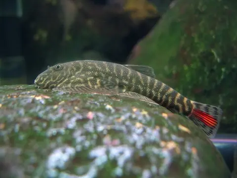 Gastromyzon sp. 'SK02'