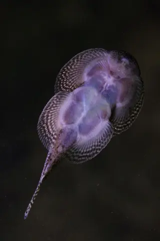 Sewellia sp. 'SEW01'