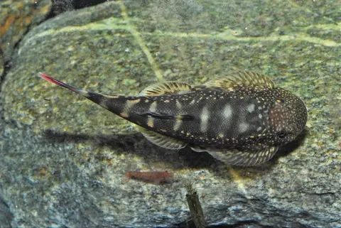 Gastromyzon ocellatus