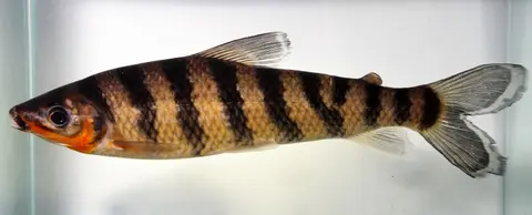 兔脂鲤