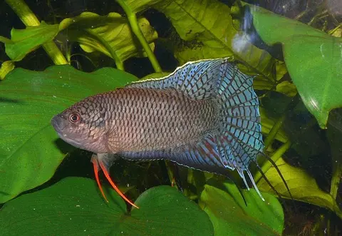 Macropodus spechti
