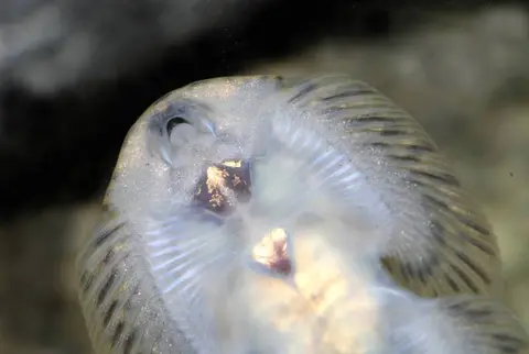 Sewellia speciosa