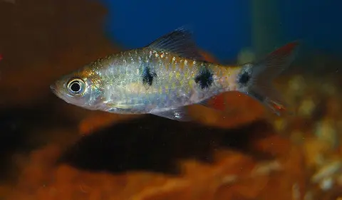 Dawkinsia rubrotinctus