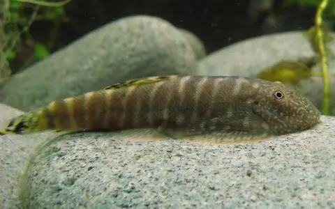 Gastromyzon viriosus