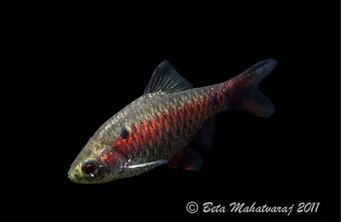 Pethia manipurensis