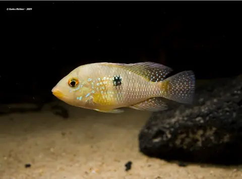 'Geophagus' iporangensis
