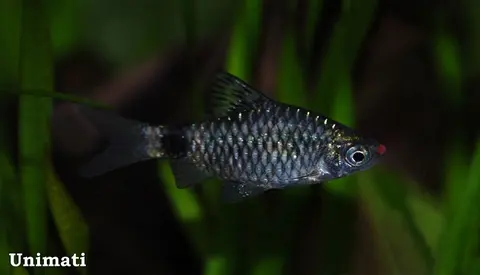 Pethia erythromycter