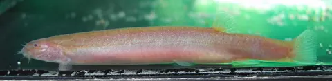 野潘鳅